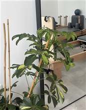 KIM Pilates פילאטיס מכשירים תל אביב - חדר כושר